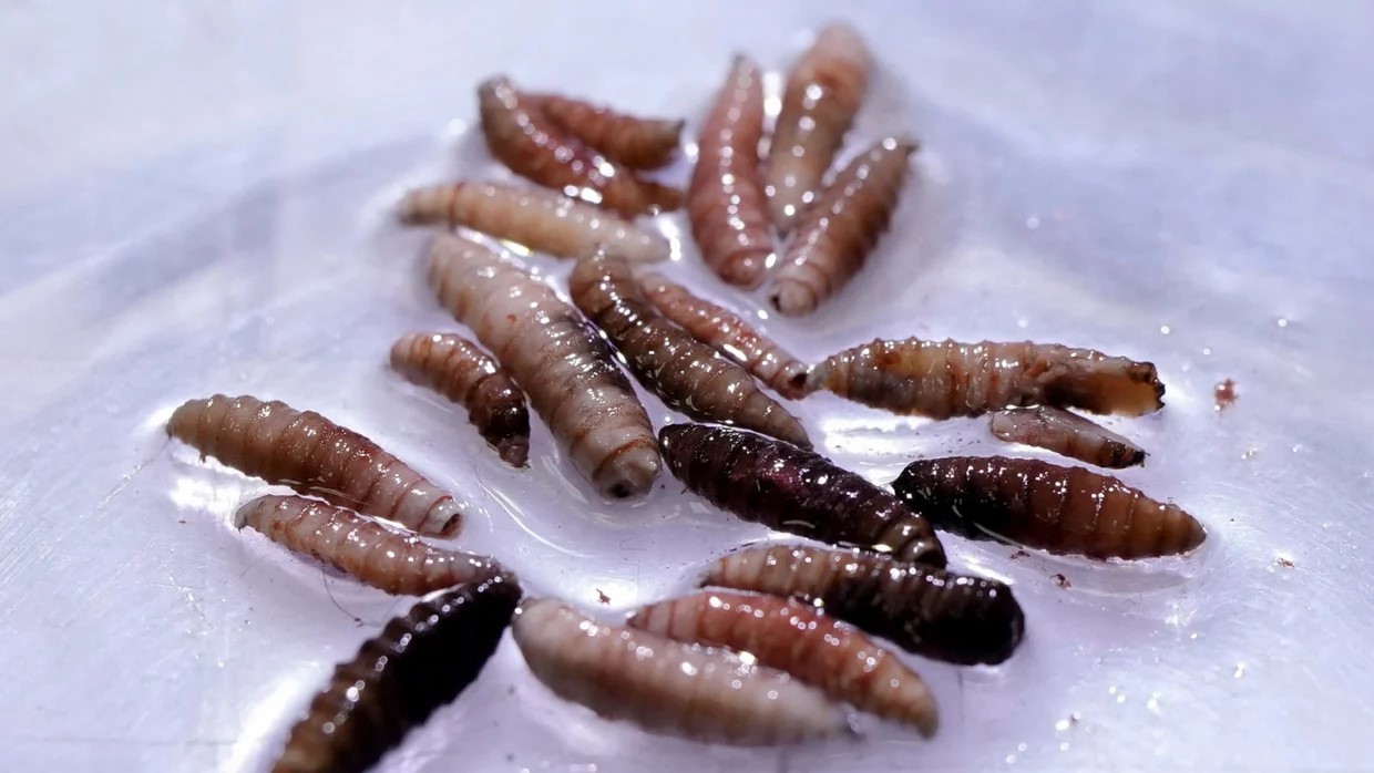 যুক্তরাষ্ট্রের মেরিল্যান্ডে মাংসখেকো পরজীবীতে ২ জন আক্রান্ত